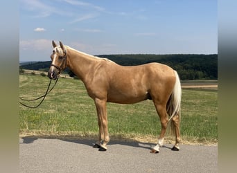 Deutsches Reitpony Mix, Wallach, 6 Jahre, 142 cm, Palomino