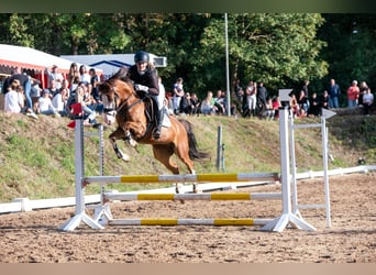 Deutsches Reitpony, Wallach, 6 Jahre, 144 cm, Dunkelfuchs