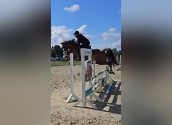 Deutsches Reitpony, Wallach, 6 Jahre, 144 cm, Dunkelfuchs