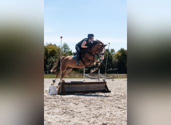 Deutsches Reitpony, Wallach, 6 Jahre, 144 cm, Dunkelfuchs