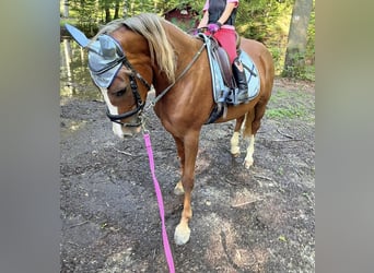 Deutsches Reitpony, Wallach, 6 Jahre, 144 cm, Fuchs