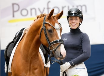 Deutsches Reitpony, Wallach, 6 Jahre, 144 cm, Fuchs