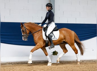 Deutsches Reitpony, Wallach, 6 Jahre, 144 cm, Fuchs