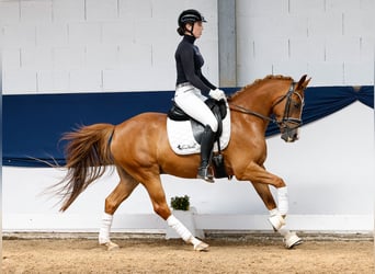 Deutsches Reitpony, Wallach, 6 Jahre, 144 cm, Fuchs