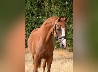 Deutsches Reitpony, Wallach, 6 Jahre, 144 cm, Fuchs