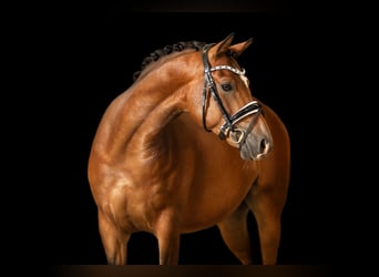 Deutsches Reitpony, Wallach, 6 Jahre, 145 cm, Brauner