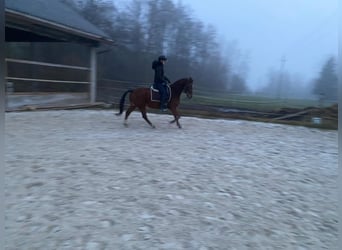 Deutsches Reitpony, Wallach, 6 Jahre, 145 cm, Brauner