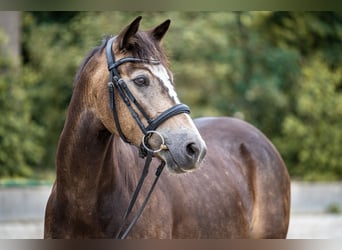 Deutsches Reitpony, Wallach, 6 Jahre, 145 cm, Buckskin