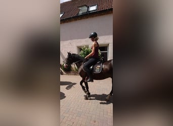 Deutsches Reitpony, Wallach, 6 Jahre, 145 cm, Dunkelbrauner