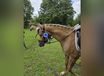 Deutsches Reitpony, Wallach, 6 Jahre, 145 cm, Palomino