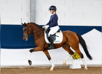 Deutsches Reitpony, Wallach, 6 Jahre, 146 cm, Brauner