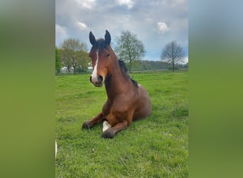 Deutsches Reitpony, Wallach, 6 Jahre, 146 cm, Brauner