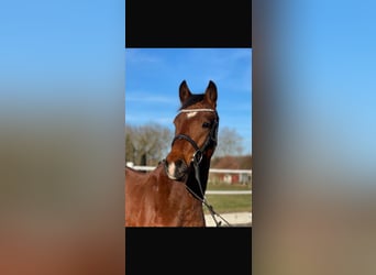Deutsches Reitpony, Wallach, 6 Jahre, 146 cm, Brauner