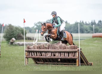 Deutsches Reitpony, Wallach, 6 Jahre, 146 cm, Brauner