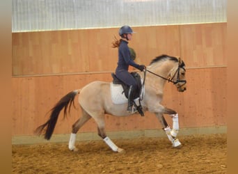 Deutsches Reitpony, Wallach, 6 Jahre, 146 cm, Buckskin