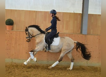 Deutsches Reitpony, Wallach, 6 Jahre, 146 cm, Buckskin