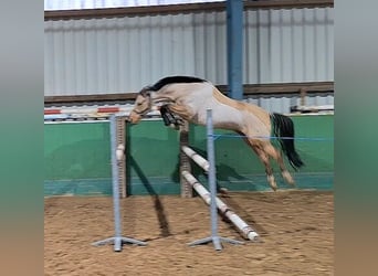 Deutsches Reitpony, Wallach, 6 Jahre, 146 cm, Buckskin