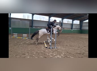 Deutsches Reitpony, Wallach, 6 Jahre, 146 cm, Buckskin