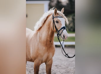 Deutsches Reitpony, Wallach, 6 Jahre, 146 cm