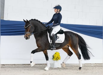 Deutsches Reitpony, Wallach, 6 Jahre, 146 cm, Dunkelbrauner