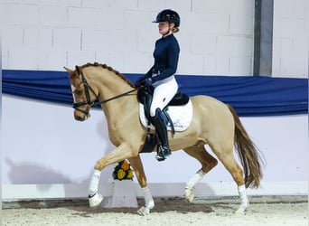 Deutsches Reitpony, Wallach, 6 Jahre, 146 cm, Dunkelfuchs