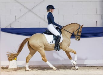 Deutsches Reitpony, Wallach, 6 Jahre, 146 cm, Dunkelfuchs