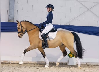 Deutsches Reitpony, Wallach, 6 Jahre, 146 cm, Falbe