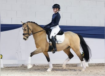 Deutsches Reitpony, Wallach, 6 Jahre, 146 cm, Falbe
