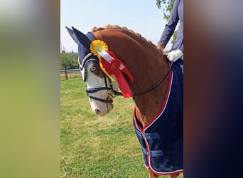 Deutsches Reitpony, Wallach, 6 Jahre, 146 cm, Fuchs