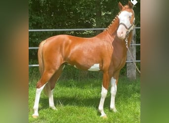 Deutsches Reitpony, Wallach, 6 Jahre, 146 cm, Fuchs