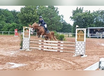 Deutsches Reitpony, Wallach, 6 Jahre, 146 cm, Fuchs