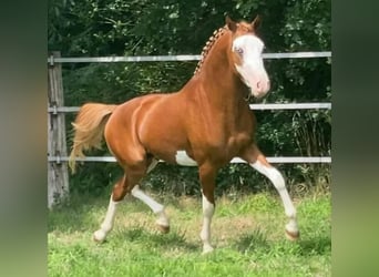 Deutsches Reitpony, Wallach, 6 Jahre, 146 cm, Fuchs