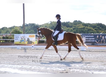 Deutsches Reitpony, Wallach, 6 Jahre, 146 cm, Fuchs