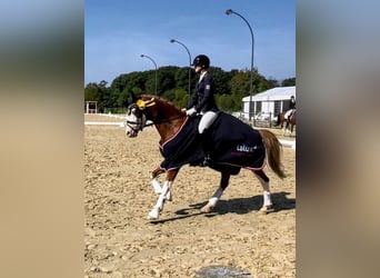 Deutsches Reitpony, Wallach, 6 Jahre, 146 cm, Fuchs