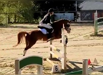 Deutsches Reitpony, Wallach, 6 Jahre, 146 cm, Fuchs