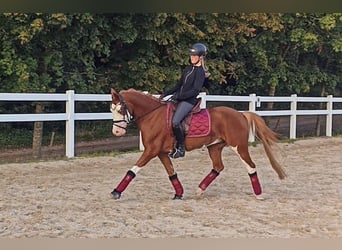 Deutsches Reitpony, Wallach, 6 Jahre, 146 cm, Fuchs