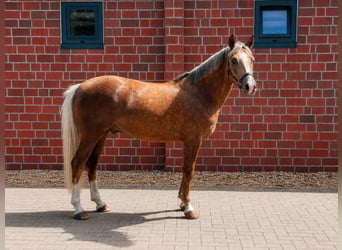 Deutsches Reitpony, Wallach, 6 Jahre, 146 cm, Palomino