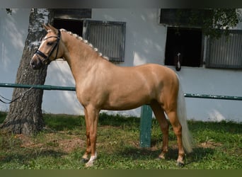 Deutsches Reitpony, Wallach, 6 Jahre, 146 cm, Palomino