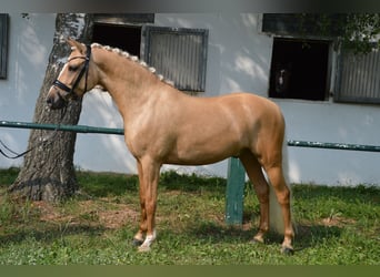 Deutsches Reitpony, Wallach, 6 Jahre, 146 cm, Palomino