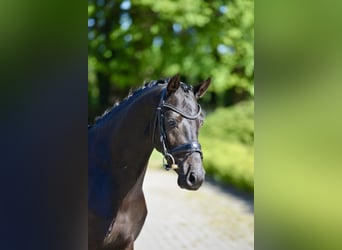 Deutsches Reitpony, Wallach, 6 Jahre, 146 cm, Rappe