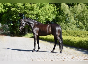 Deutsches Reitpony, Wallach, 6 Jahre, 146 cm, Rappe