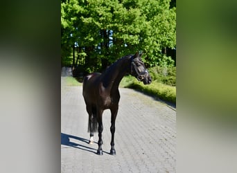 Deutsches Reitpony, Wallach, 6 Jahre, 146 cm, Rappe