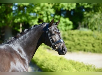 Deutsches Reitpony, Wallach, 6 Jahre, 146 cm, Rappe