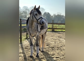 Deutsches Reitpony, Wallach, 6 Jahre, 146 cm, Schimmel