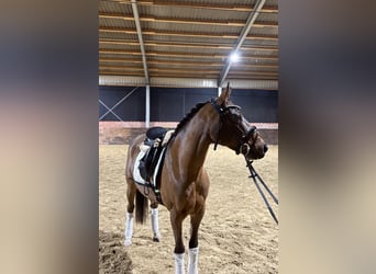 Deutsches Reitpony, Wallach, 6 Jahre, 147 cm, Brauner