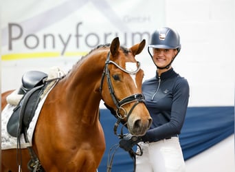 Deutsches Reitpony, Wallach, 6 Jahre, 147 cm, Brauner