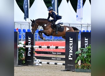 Deutsches Reitpony, Wallach, 6 Jahre, 147 cm, Brauner