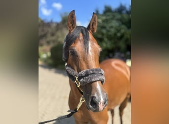 Deutsches Reitpony, Wallach, 6 Jahre, 147 cm, Brauner