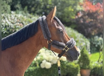 Deutsches Reitpony, Wallach, 6 Jahre, 147 cm, Brauner