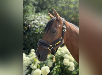 Deutsches Reitpony, Wallach, 6 Jahre, 147 cm, Brauner